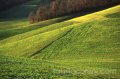 Mostra dettagli della fotografia