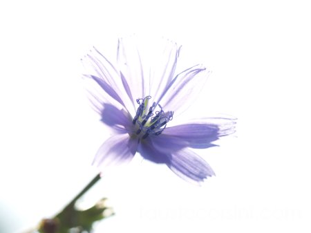 flowers in flowers - 