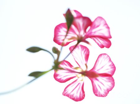 digitale - 